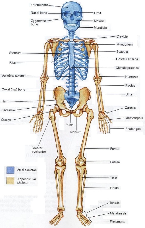 what are flat bones